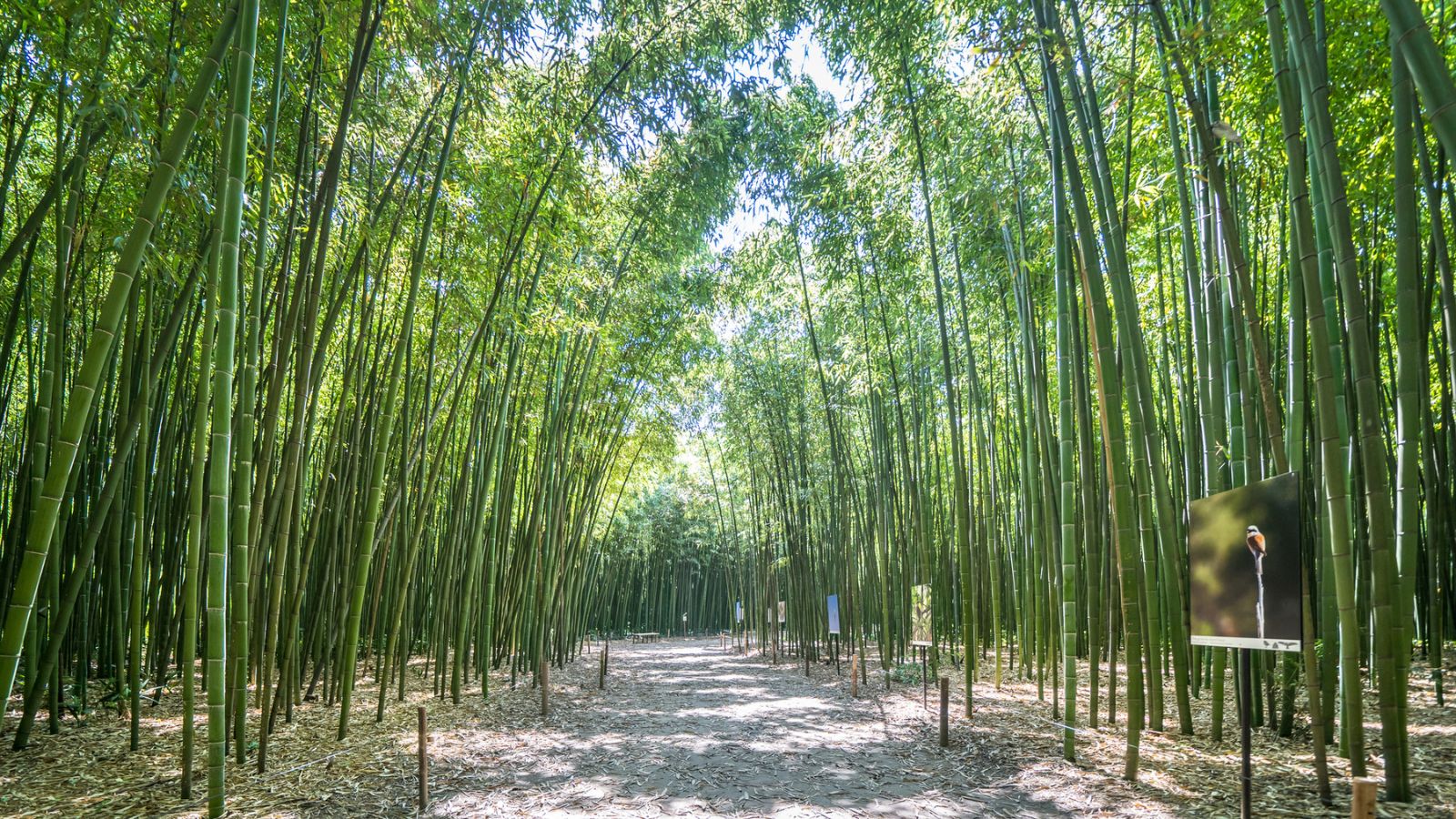 szczoteczka do zębów z bambusowej rączki obok pasty