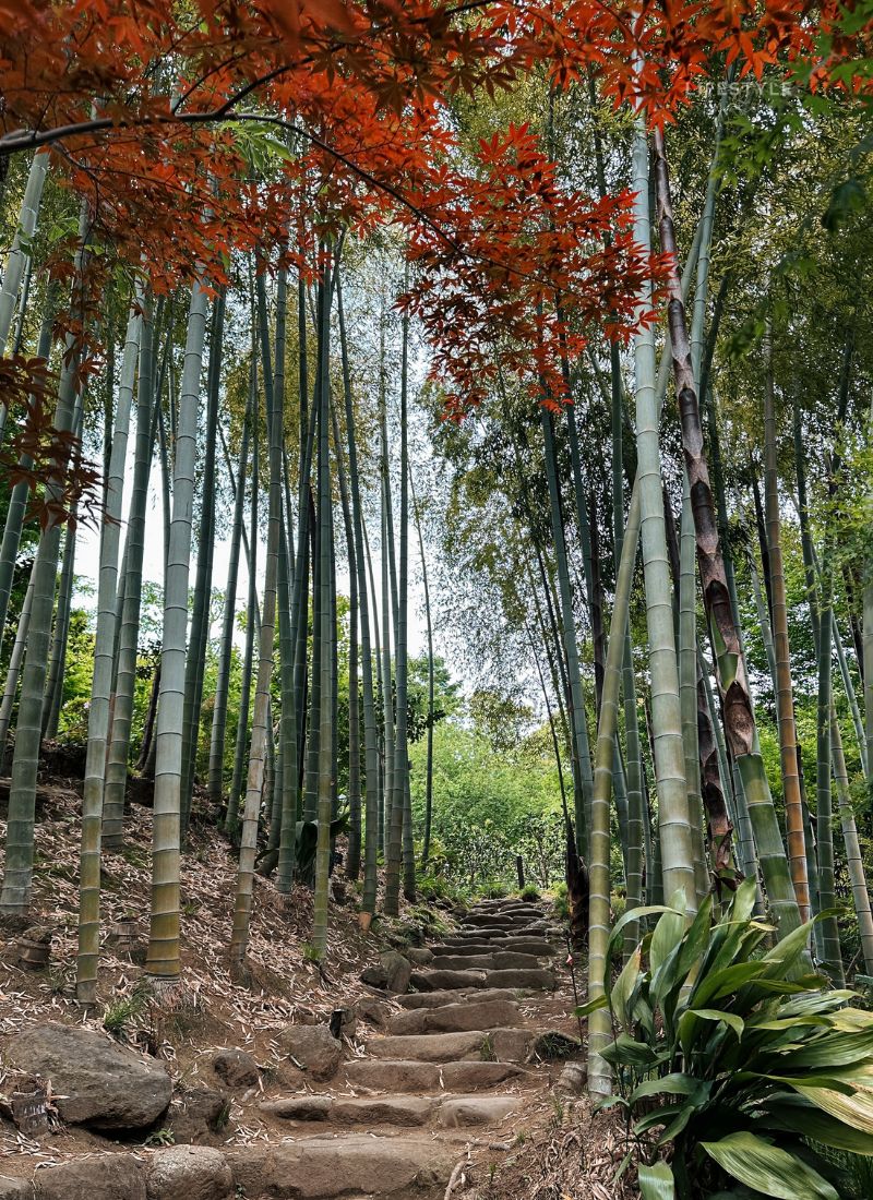 robotnicy ręcznie ścinający dojrzałe pędy bambusa maczetami