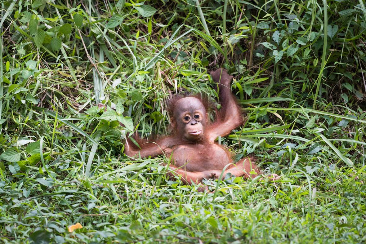 orangutan w zagrożonym lesie deszczowym dorosły orangutan wspinający się po ostatnim drzewie w malejącym lesie deszczowym Borneo