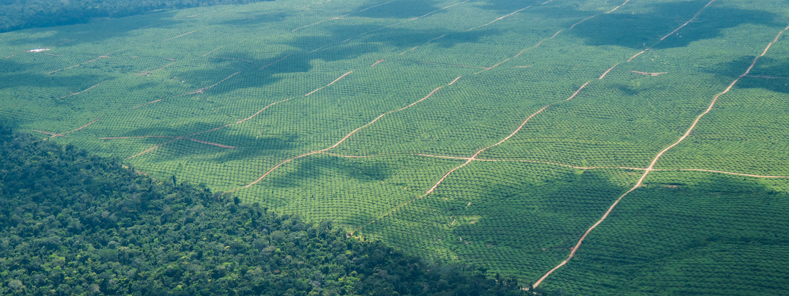 porównanie lasu deszczowego i plantacji palm podzielone zdjęcie bujnego tropikalnego lasu obok równych rzędów plantacji palm olejnych