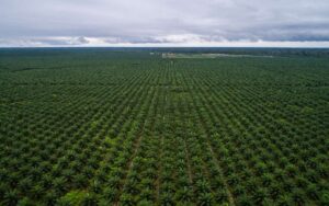 Olej palmowy, plantacje, wylesianie – ile lasów deszczowych tracimy z każdą toną produkcji?