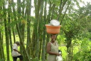 Bambus kontra plastik – dlaczego ta niepozorna trawa staje się największym sprzymierzeńcem planety?