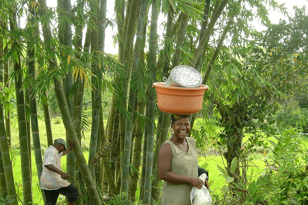 Bambus to ekologiczna alternatywa