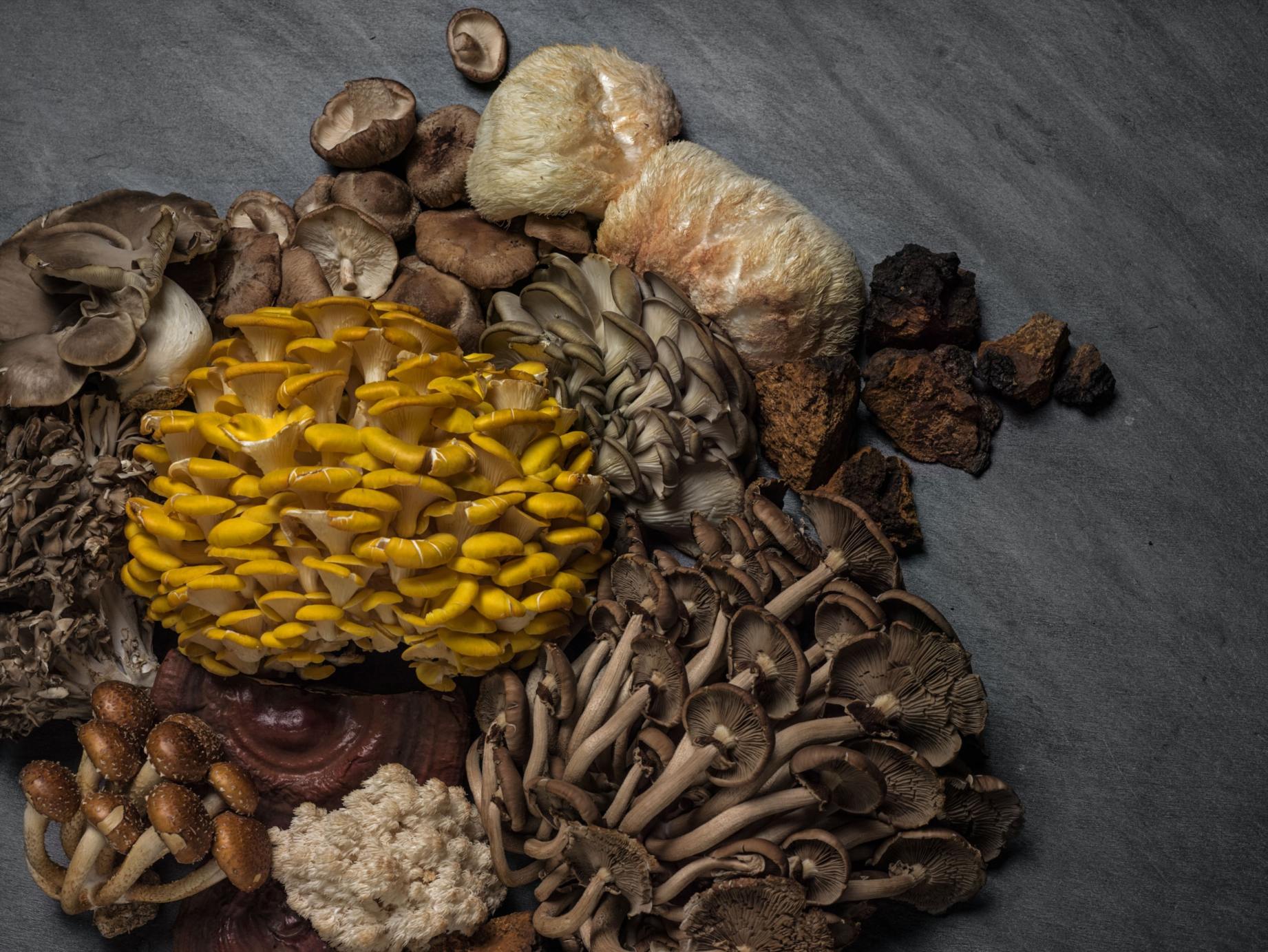 sproszkowany cordyceps w szklanej miseczce